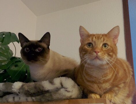 My cats lying on a shelf, looking eager for their lunch